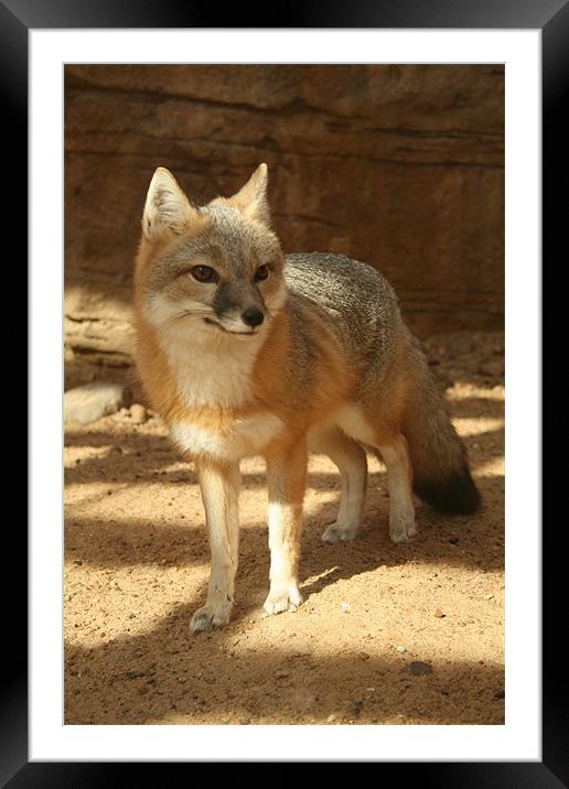 Fox in the Shade Framed Mounted Print by Whitney Orr
