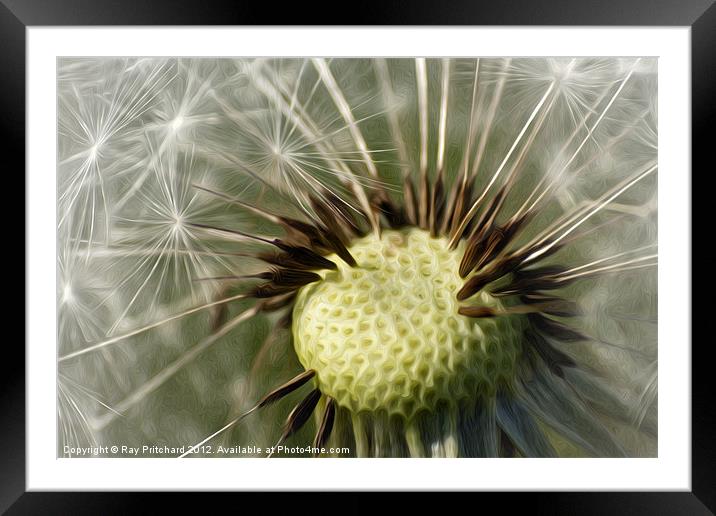 Painted Dandelion Clock Framed Mounted Print by Ray Pritchard