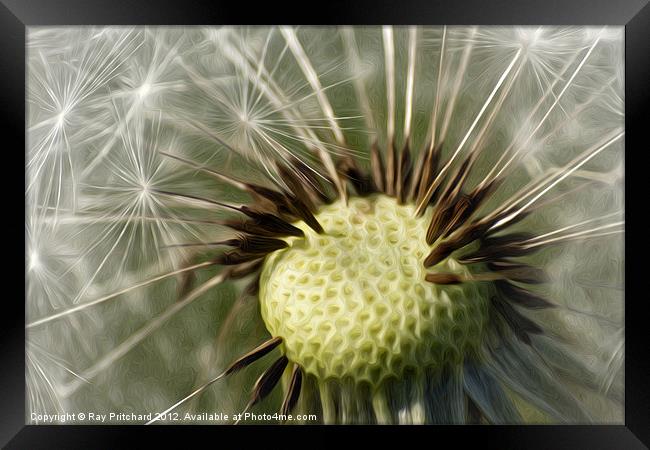Painted Dandelion Clock Framed Print by Ray Pritchard