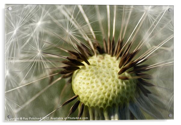 Painted Dandelion Clock Acrylic by Ray Pritchard