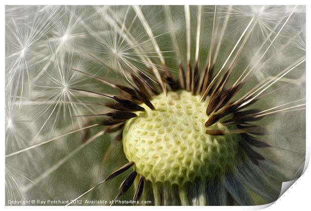 Painted Dandelion Clock Print by Ray Pritchard