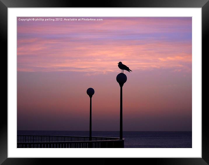 Seagull silhouette Framed Mounted Print by camera man