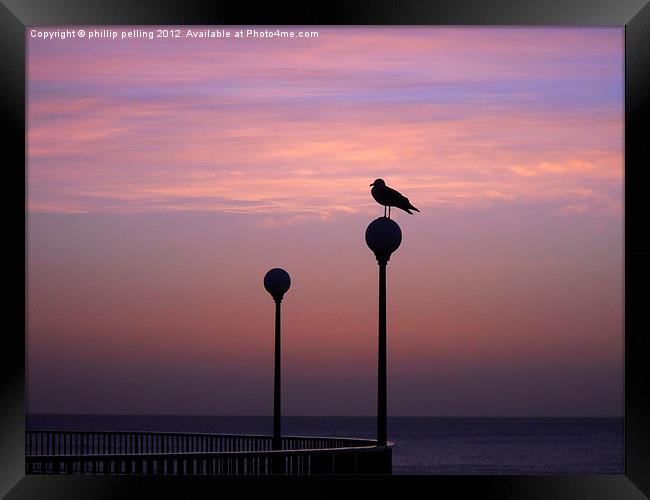 Seagull silhouette Framed Print by camera man