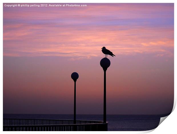 Seagull silhouette Print by camera man