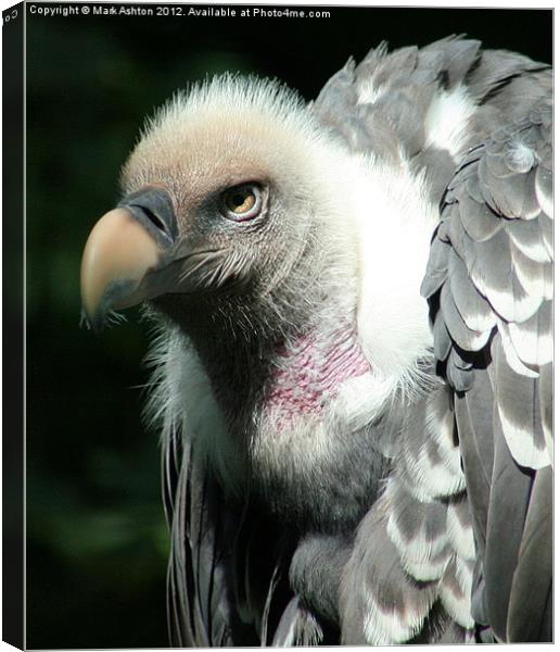 Reuppell's Griffon Vulture Canvas Print by Mark Ashton