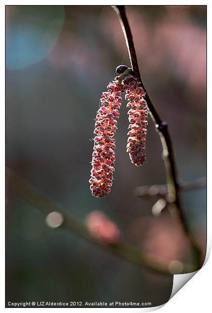 Catching the Light Print by LIZ Alderdice