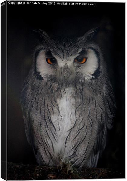 Southern White-faced Owl Canvas Print by Hannah Morley