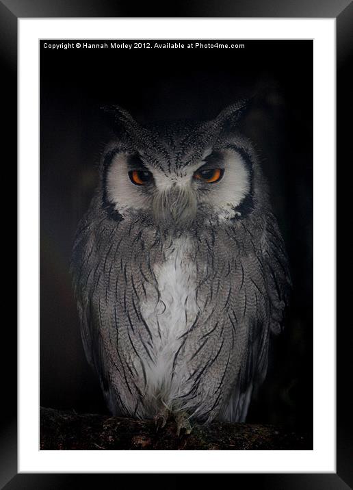 Southern White-faced Owl Framed Mounted Print by Hannah Morley