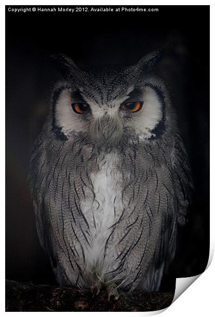 Southern White-faced Owl Print by Hannah Morley