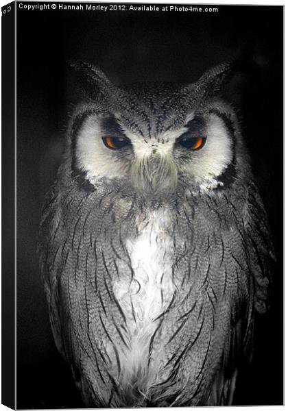 Southern White-faced Owl Canvas Print by Hannah Morley