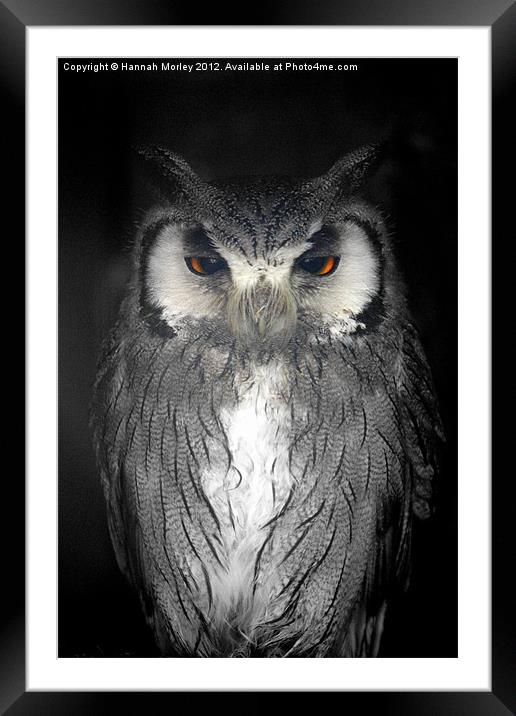 Southern White-faced Owl Framed Mounted Print by Hannah Morley