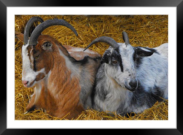 chilaxin Framed Mounted Print by sue davies