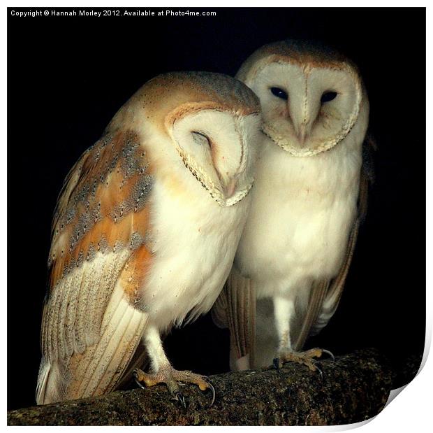 Barn Owl Love Print by Hannah Morley