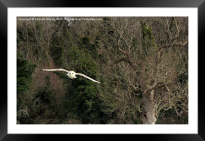 Barn Owl in Flight Framed Mounted Print by Hannah Morley