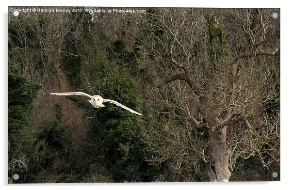 Barn Owl in Flight Acrylic by Hannah Morley