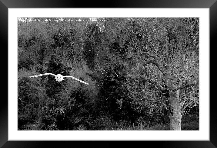 Barn Owl in Flight Framed Mounted Print by Hannah Morley