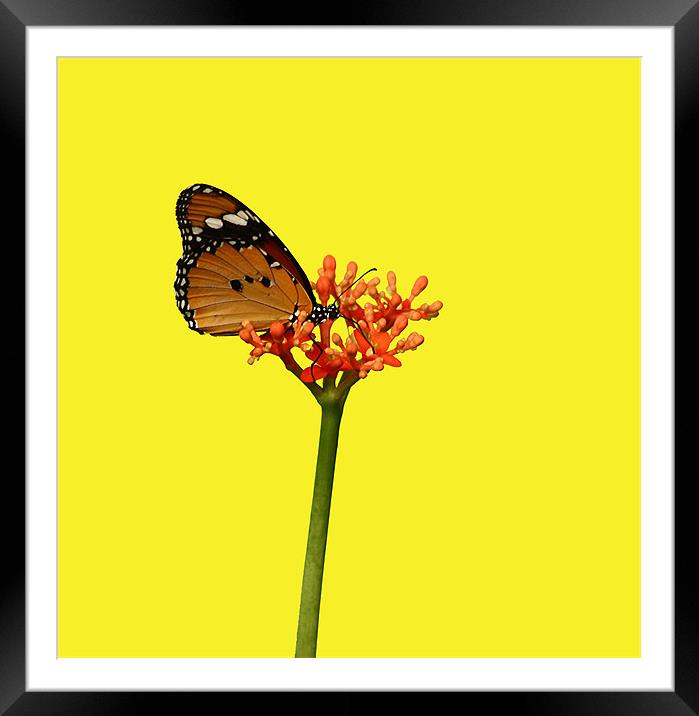 African Monarch Resting On Flower Framed Mounted Print by Sandi-Cockayne ADPS