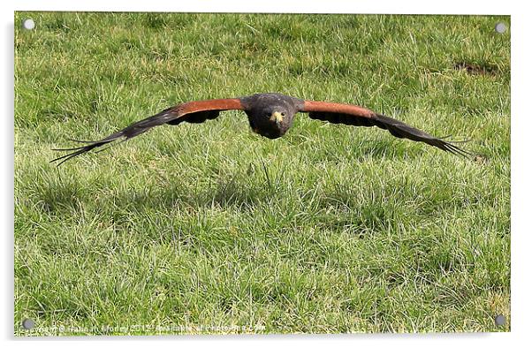 Harris hawk in Flight Acrylic by Hannah Morley