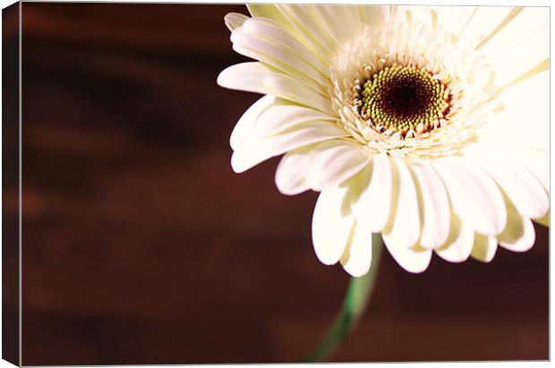 Gerbera white flower closeup Canvas Print by Charlotte Anderson