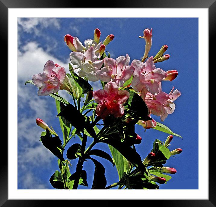 Weigela Framed Mounted Print by Derek Vines