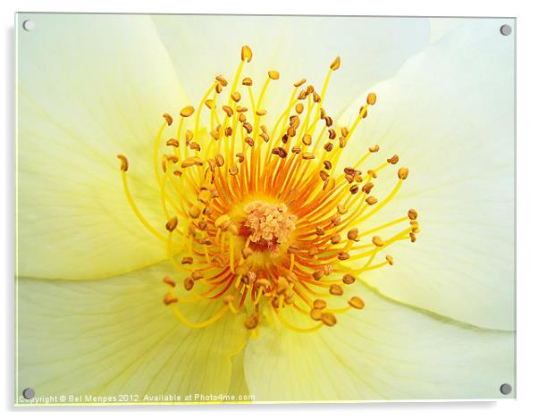 Rose Golden Wings Acrylic by Bel Menpes