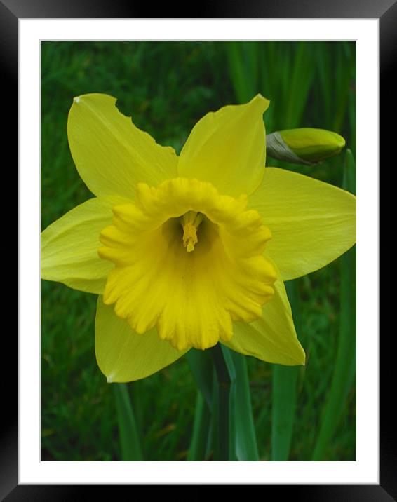 Yellow Flame! Framed Mounted Print by Eleanor McCabe