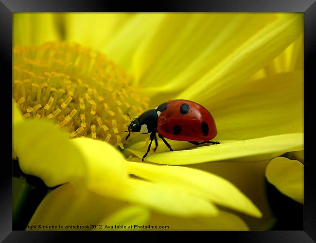 7 spotted Ladybird Framed Print by michelle whitebrook