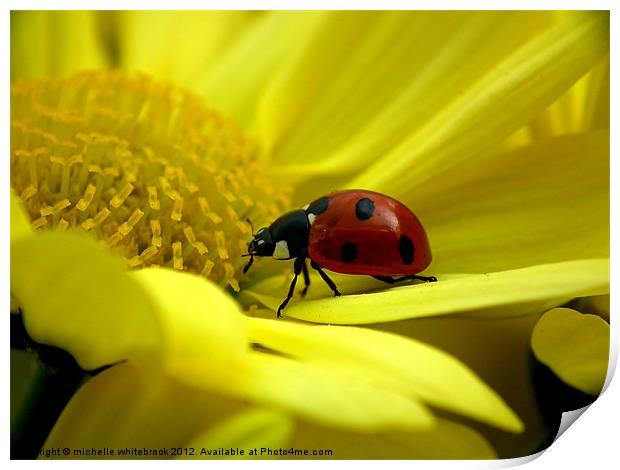 7 spotted Ladybird Print by michelle whitebrook