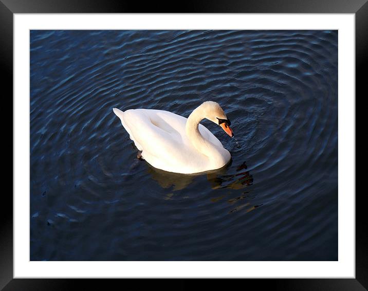 SWAN IN THE CIRCLE Framed Mounted Print by David Atkinson