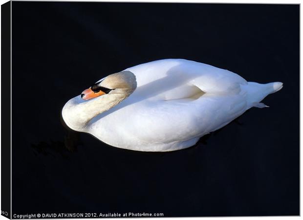 SWAN FROM ABOVE Canvas Print by David Atkinson