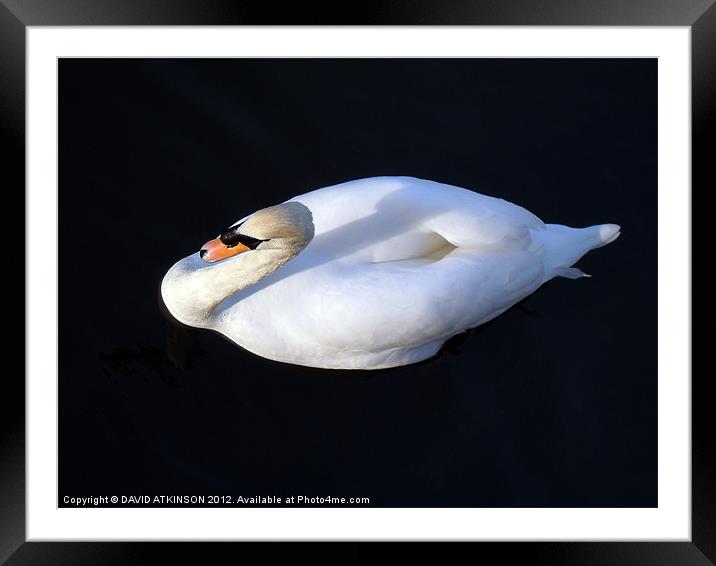 SWAN FROM ABOVE Framed Mounted Print by David Atkinson