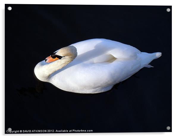 SWAN FROM ABOVE Acrylic by David Atkinson