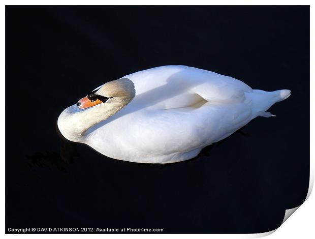 SWAN FROM ABOVE Print by David Atkinson