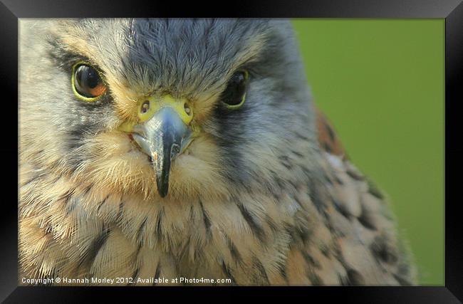 Male American Kestrel Framed Print by Hannah Morley