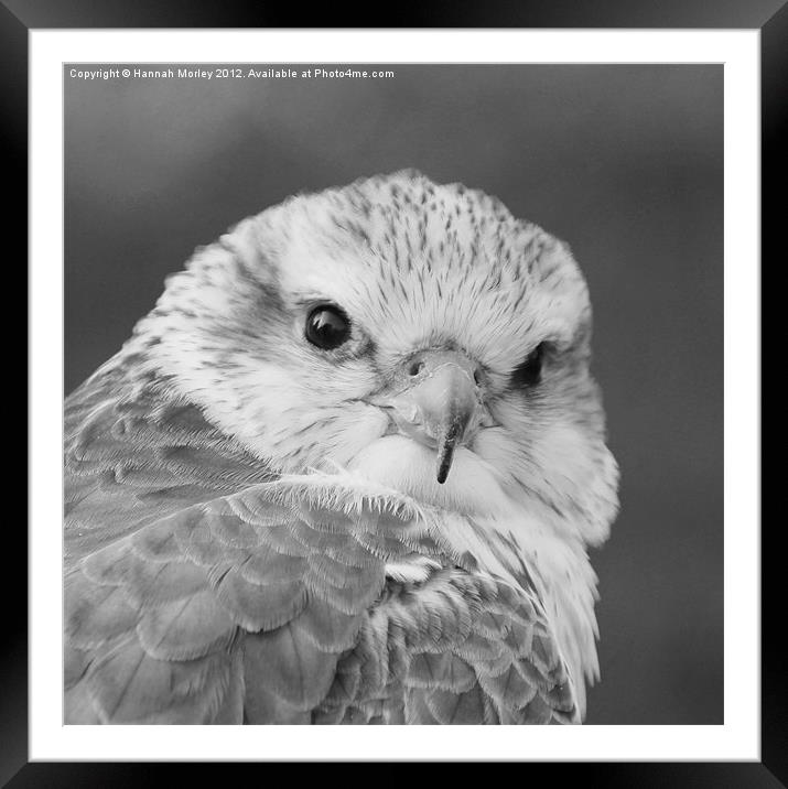 Saker Falcon Framed Mounted Print by Hannah Morley