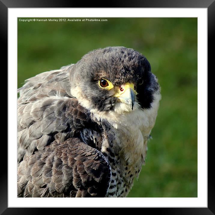 Peregrine Falcon Framed Mounted Print by Hannah Morley