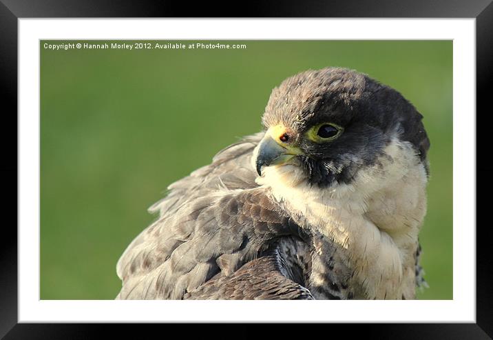 Peregrine Falcon Framed Mounted Print by Hannah Morley