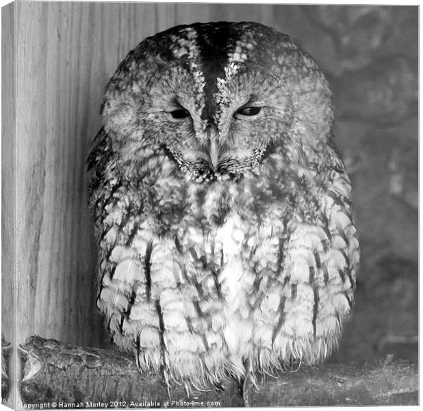Sleepy Tawny Owl Canvas Print by Hannah Morley