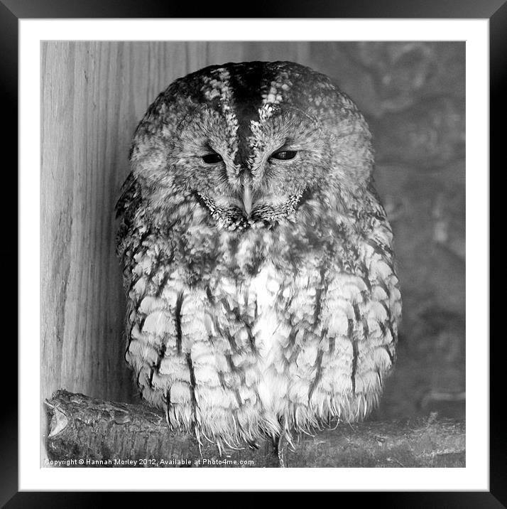 Sleepy Tawny Owl Framed Mounted Print by Hannah Morley