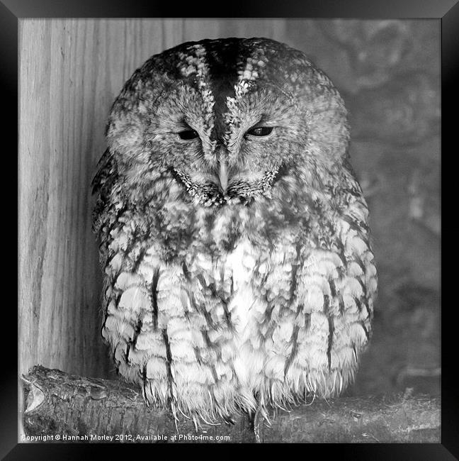 Sleepy Tawny Owl Framed Print by Hannah Morley