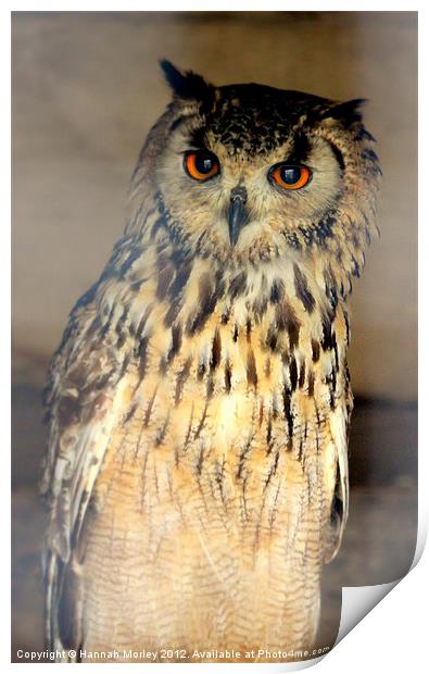 Eurasian Eagle Owl Print by Hannah Morley