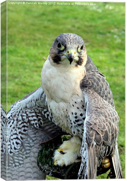 Hybrid Falcon Protecting his Lunch! Canvas Print by Hannah Morley