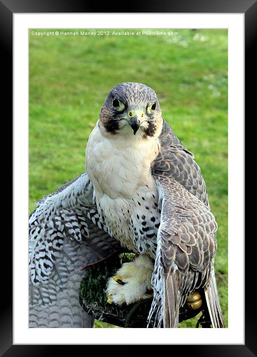 Hybrid Falcon Protecting his Lunch! Framed Mounted Print by Hannah Morley