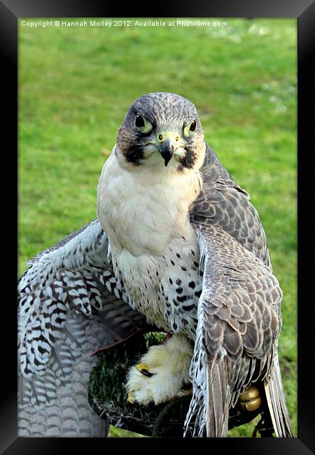 Hybrid Falcon Protecting his Lunch! Framed Print by Hannah Morley