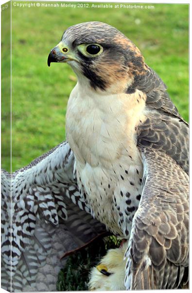 Hybrid Falcon protecting his lunch! Canvas Print by Hannah Morley