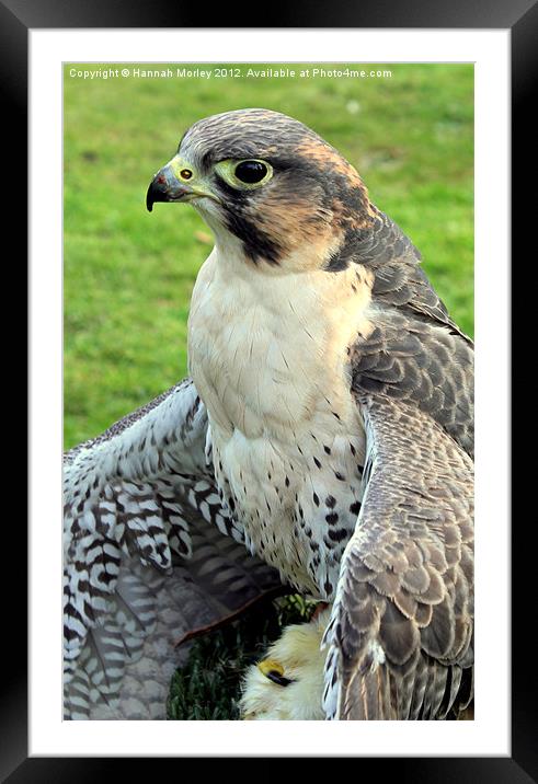Hybrid Falcon protecting his lunch! Framed Mounted Print by Hannah Morley