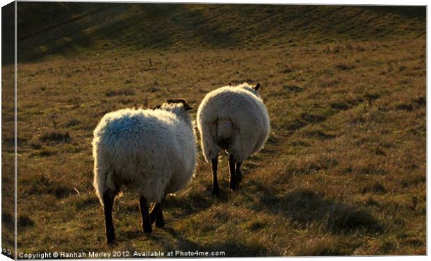 Two Ewes! Canvas Print by Hannah Morley