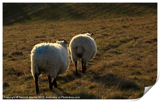 Two Ewes! Print by Hannah Morley