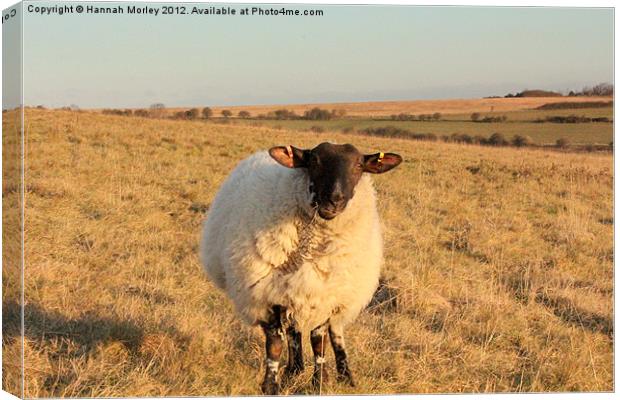 Ewe Watching Sunrise Canvas Print by Hannah Morley