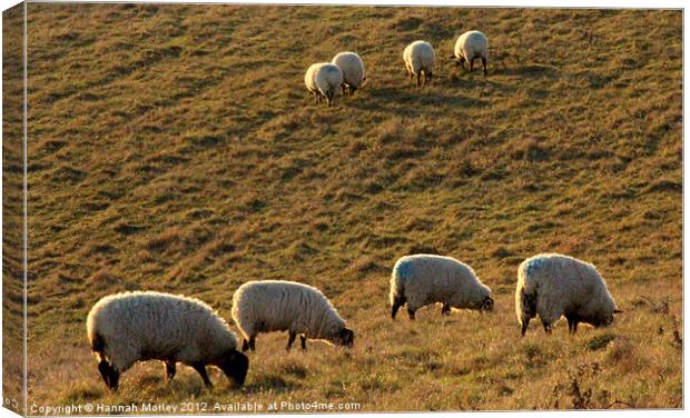 Ewes Grazing at Sunrise Canvas Print by Hannah Morley